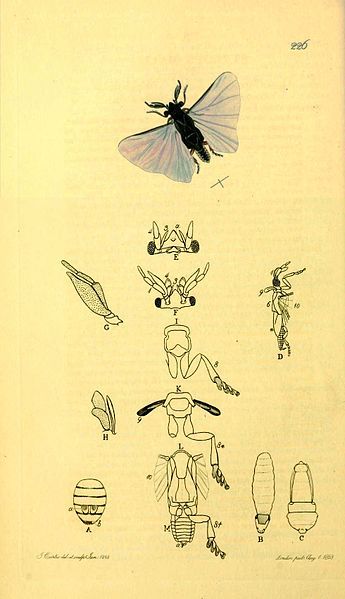 File:Britishentomologyvolume3Plate226.jpg