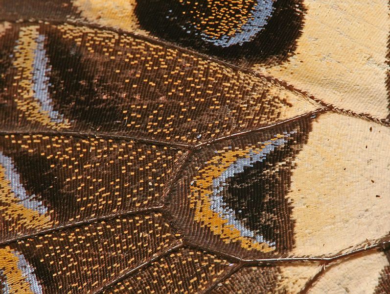 File:Butterfly Wing close-up.jpg