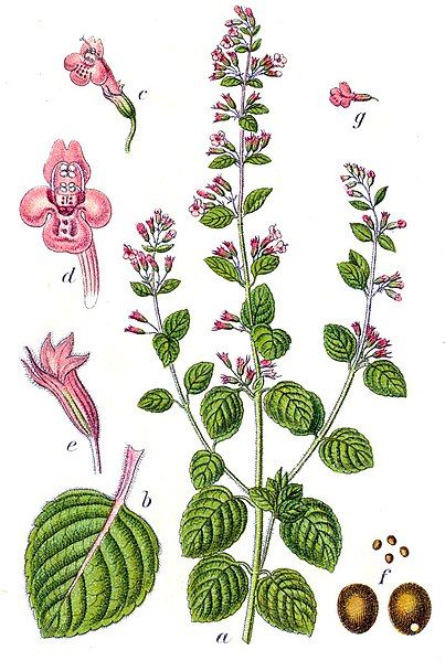 File:Calamintha nepeta Sturm54.jpg