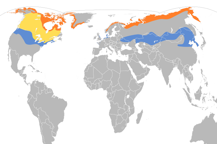 File:Calcarius lapponicus map.svg