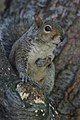 Another squirrel of the same species, this one showing off its camouflage.