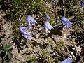 Campanula excisa