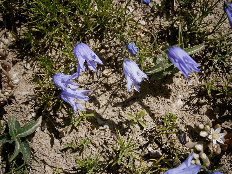 File:Campanula excisa 01.jpg