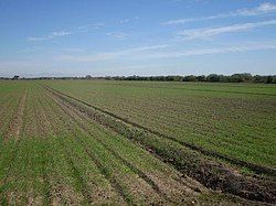 Farmland in Etchojoa