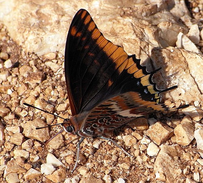 File:Charaxes jasius bl3.jpg