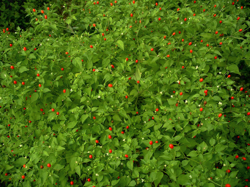 File:Chiltepin Cluster.png