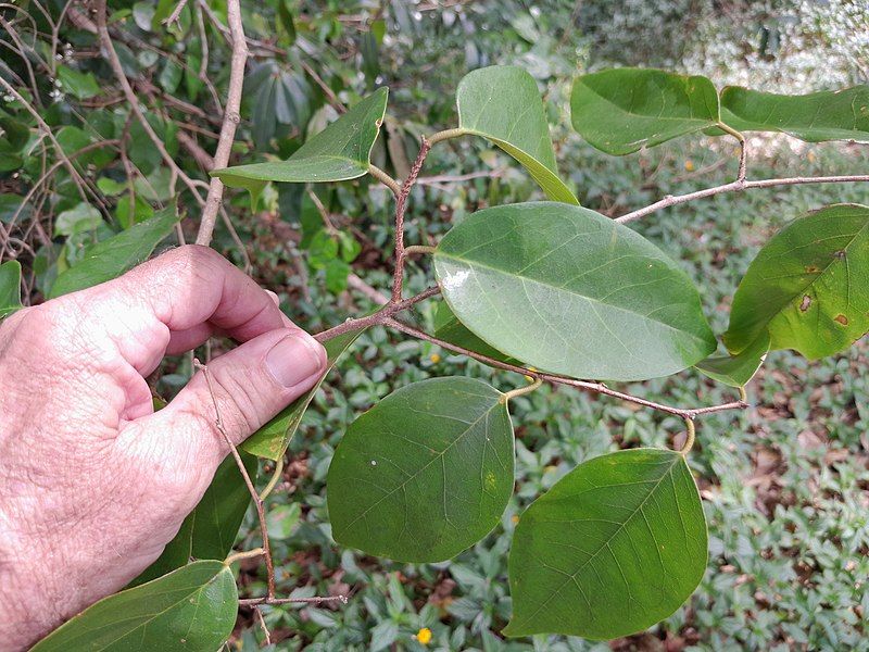 File:Cleistanthus hylandii 233717238.jpg