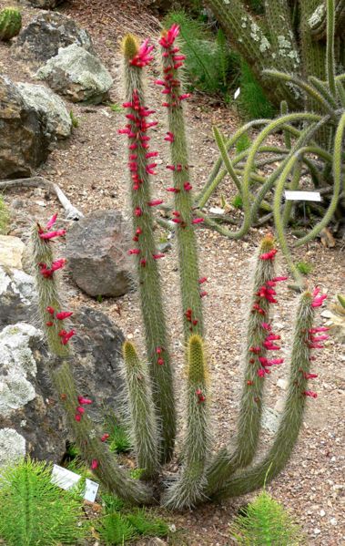 File:Cleistocactus candelilla 1.jpg