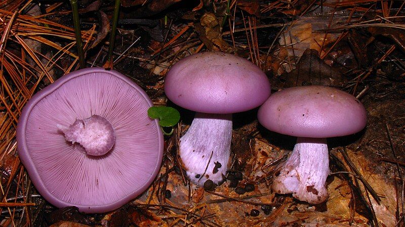 File:Clitocybe nuda 60302.jpg