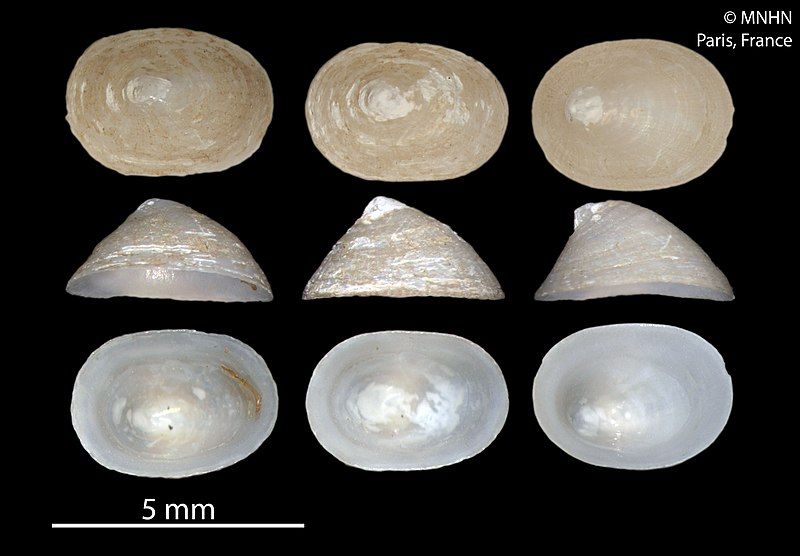 File:Coccopigya crinita (MNHN-IM-2000-4937).jpeg