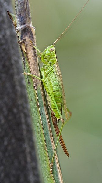 File:Conocephalus fuscus pjt1.jpg