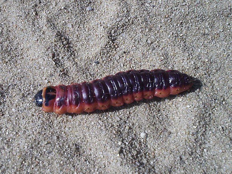 File:Cossus cossus.jpg