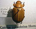 Cotalpa consobrina