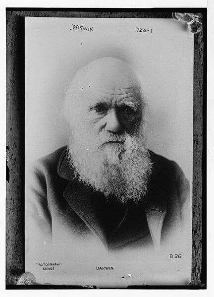 File:Darwin unrestored.jpg