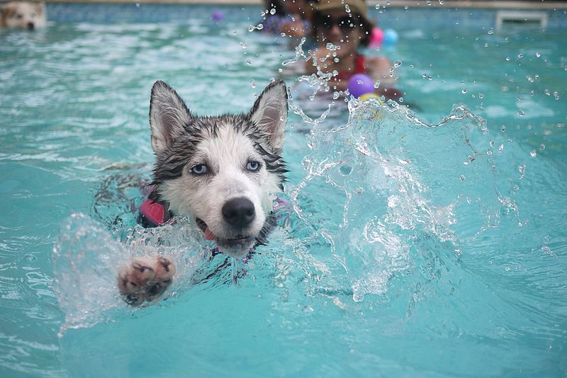 File:Dog swimming.jpg