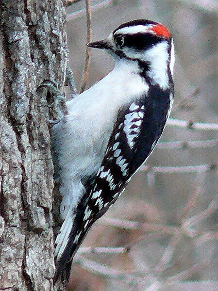 File:Downy Woodpecker-Male.jpg