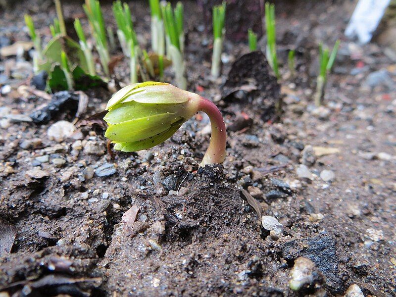 File:Eranthis hyemalis emerging.JPG