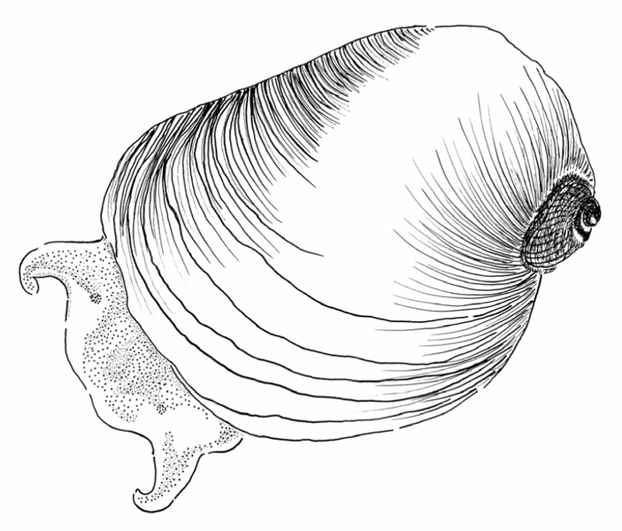 File:Erinna newcombi.png