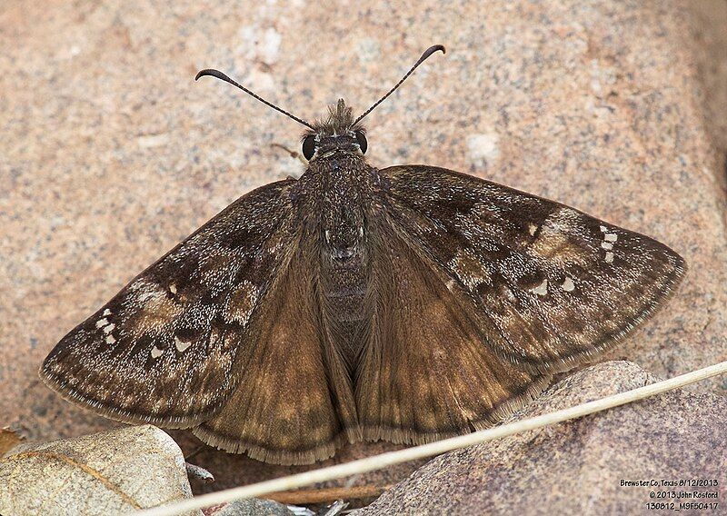 File:Erynnis meridianus 214155377.jpg