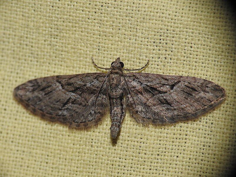 File:Eupithecia oxycedrata 002.jpg