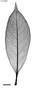 X-ray of leaf