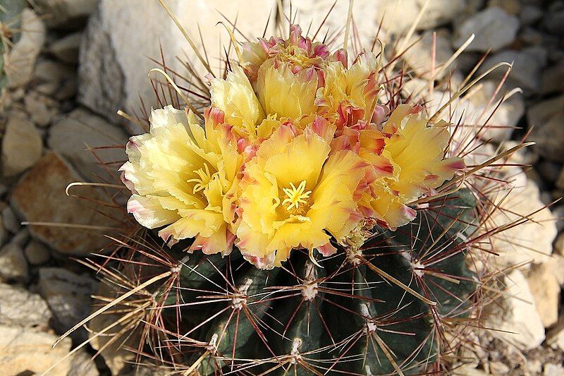 File:Ferocactus hamatacanthus pm.JPG