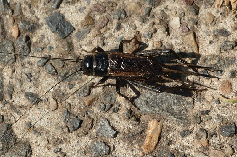 File:Field-cricket-20070325-004.jpg