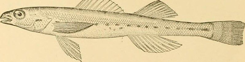 File:Fishes (1907) (14797408173).jpg