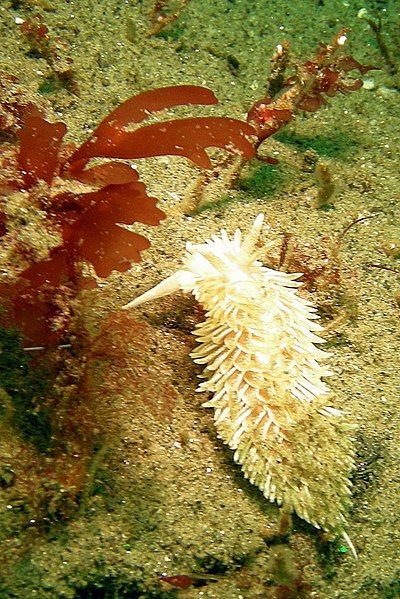 File:Flabellina salmonacea 001.jpg