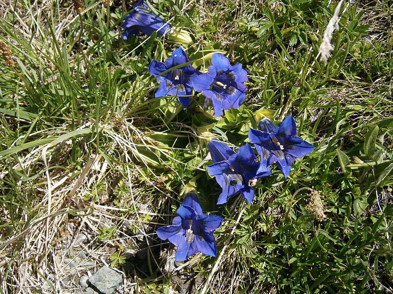 File:Gentiana acaulis02.jpg