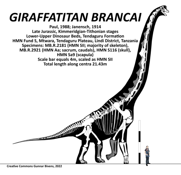 File:Giraffatitan brancai Skeletal.png