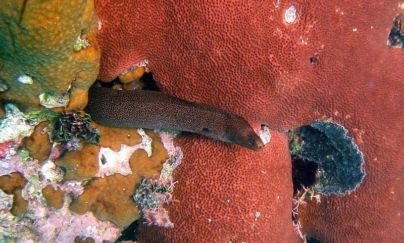 File:Goldentail Moray.jpg