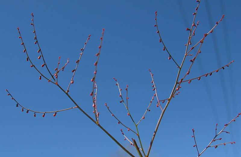 File:Gonocarpus micranthus.jpg