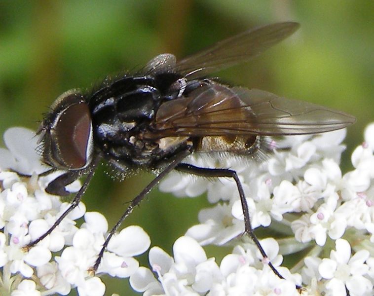 File:Graphomya-maculata-Muscid-fly-20100722a.JPG