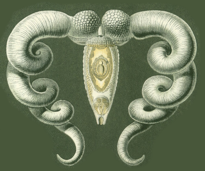 File:Haeckel Platodes Bucephalus.png