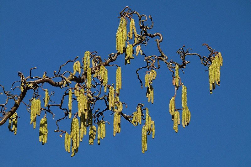 File:Hazelnut in blossom.jpg