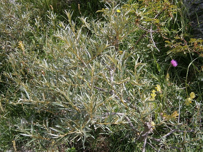 File:Hippophae rhamnoides02.jpg