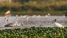 Birds at a lake