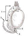 Testis surface