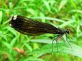 Ebony Jewelwing