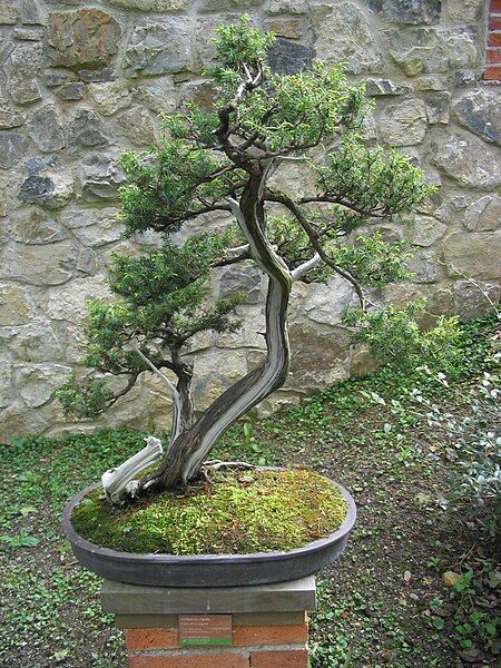 File:Juniperus rigida-Bonsai.jpg