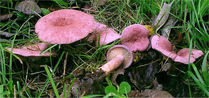 File:Lactarius lilacinus 73825.jpg