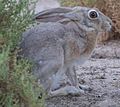 Cape Hare (Lepus capensis arabicus) Photographed at Al Watbah Camel Race Track, Abu Dhabi, UAE