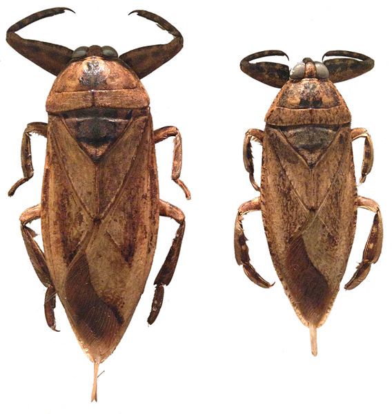 File:Lethocerus insulanus (two).jpg