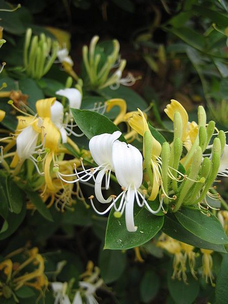 File:Lonicera japonica 02.JPG