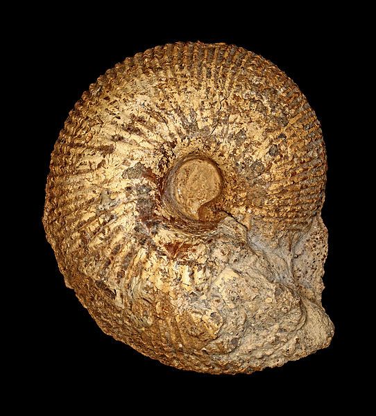 File:Macrocephalites rotundus 01.JPG