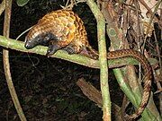 A bright gold and black pangolin on a very thin green branch