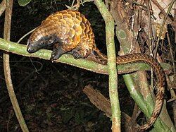 A Long-tailed pangolin on a tree branch at night