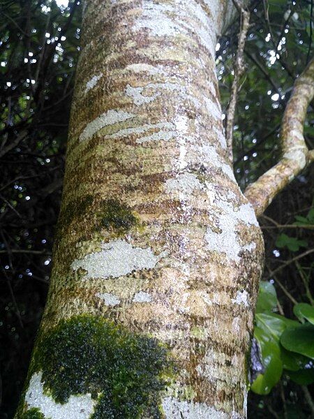 File:Melicytus lanceolatus trunk.jpg