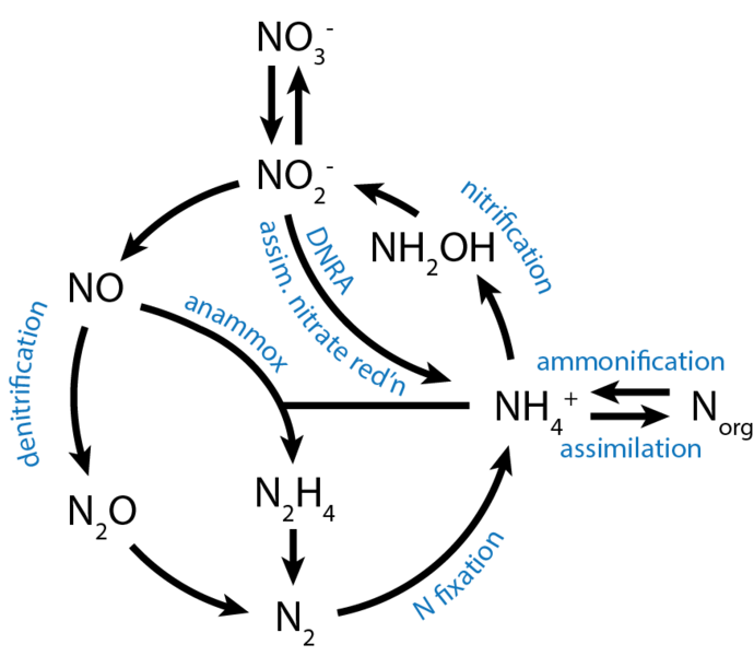 File:Microbial nitrogen cycle.png